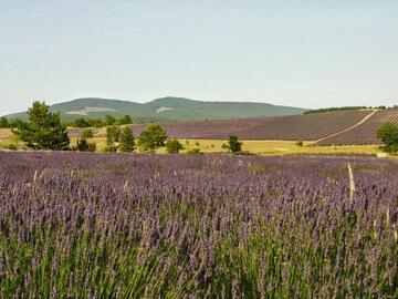Plateaux de lavandes