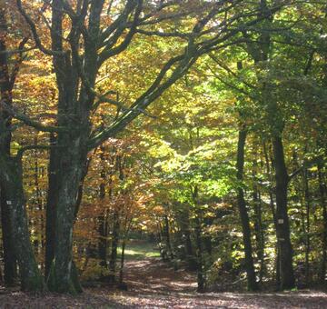 Forêt de Winsterberg